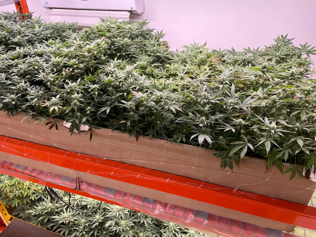 Cultivation canopy · team facility