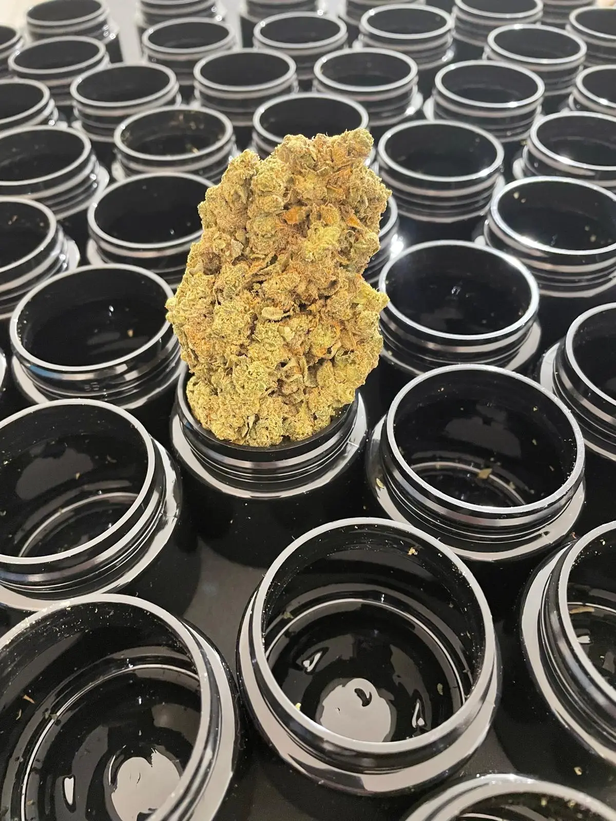 Harvest quality · team facility